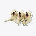 SHN 7 Paws over Golden Retriever die cut | Premium Unisex T-Shirt, Trending Graphic Tee