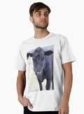 Cows!